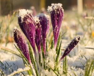 Crocus in the snow