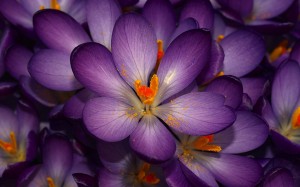 purple_crocus - Version 2