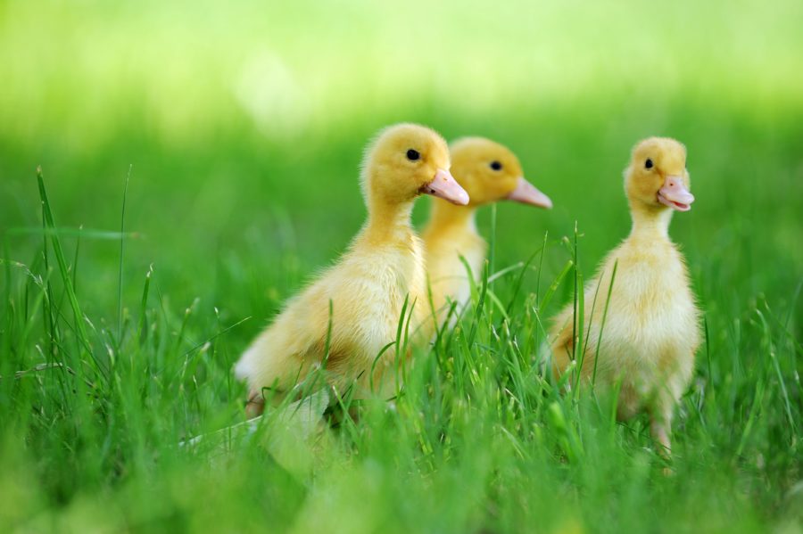 ducklings